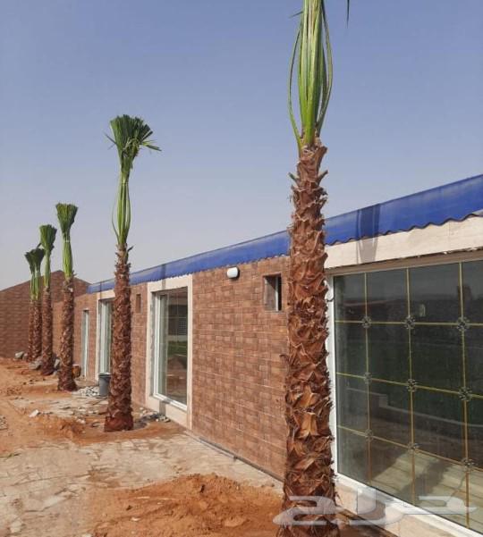 Washingtonia Palms for Sale, Hellfire Trees, All Sizes Available64525400622722112