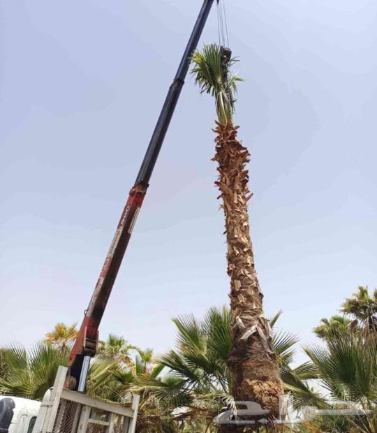 Washingtonia Palms for Sale, Hellfire Trees, All Sizes Available64525400622722113