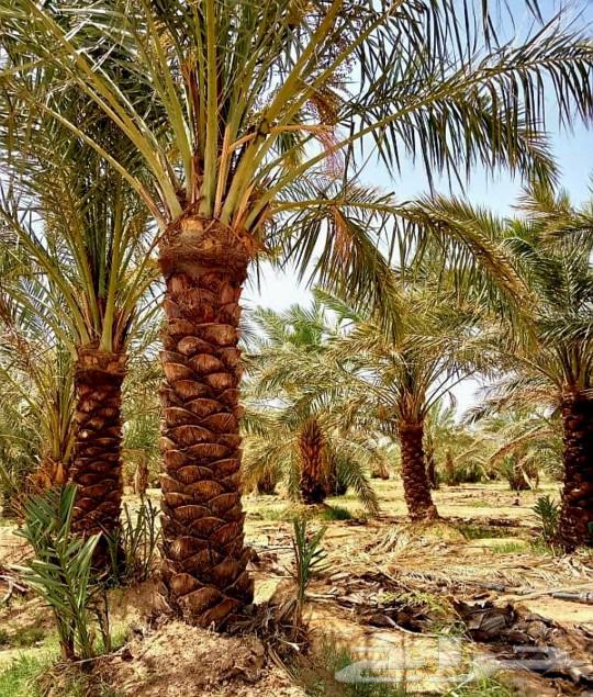 نخل مثمر جثايث نقايل اخلاص سكري برحي صقعي شيشي واشنطني هلالي64526383731587111