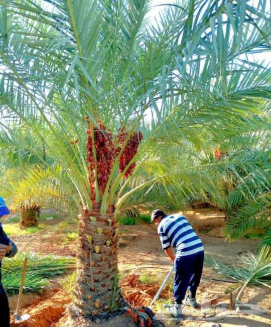نخل مثمر جثايث نقايل اخلاص سكري برحي صقعي شيشي واشنطني هلالي64526383731587112