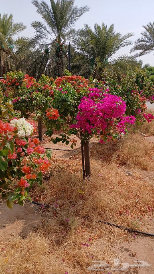 Washingtonia Palms for Sale, Hellfire Trees, All Sizes Available64525400622722114