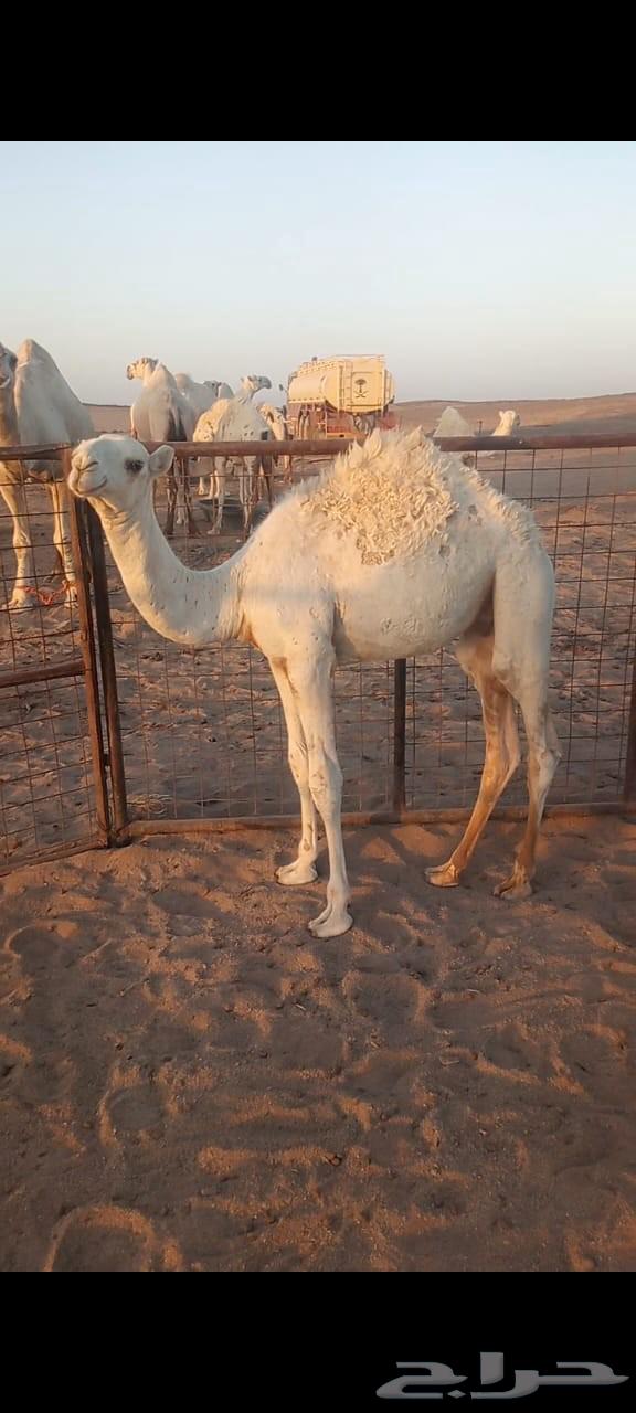 للبيع قعدان64525926090242110