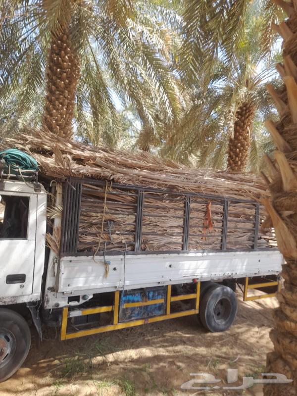 Dried palm fronds full of dates arriving64525053367299111