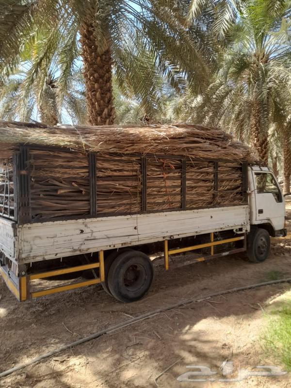 Dried palm fronds full of dates arriving64525053367299110