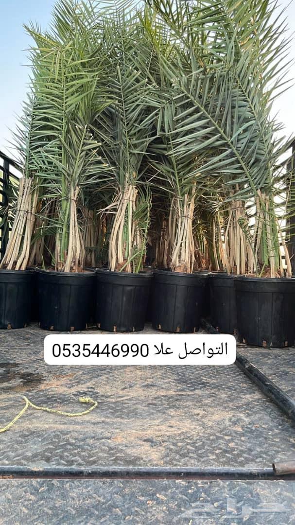 نخيل للبيع مع التوصيل اخلاص برحي مجدول صقعي سكري64526592870657114