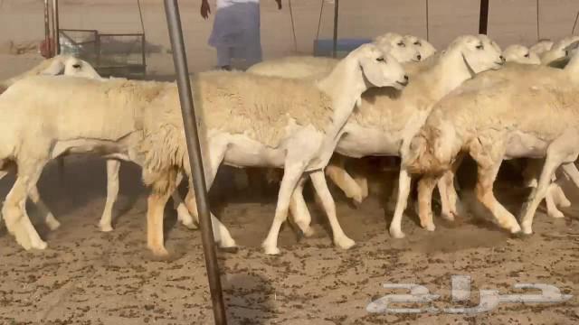 رخال حريات جدعات كلها عددها 27 نصف الصنف64521168788355111