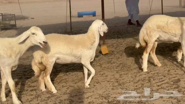 رخال حريات جدعات كلها عددها 27 نصف الصنف64521168788355113