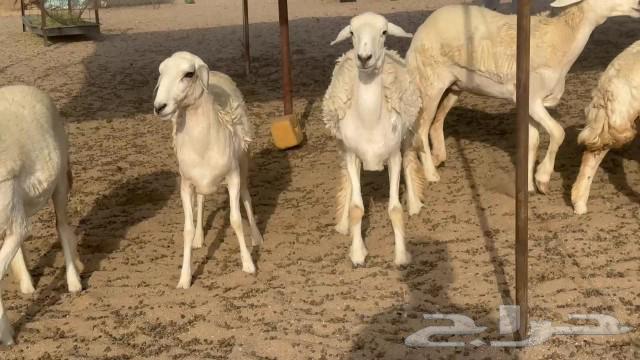 رخال حريات جدعات كلها عددها 27 نصف الصنف64521168788355114