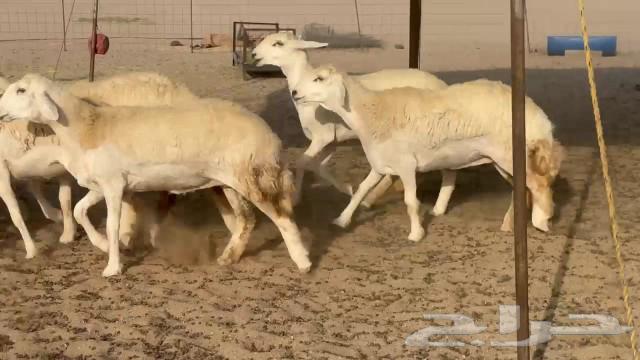 رخال حريات جدعات كلها عددها 27 نصف الصنف64521168788355110