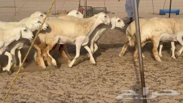 رخال حريات جدعات كلها عددها 27 نصف الصنف64521168788355112