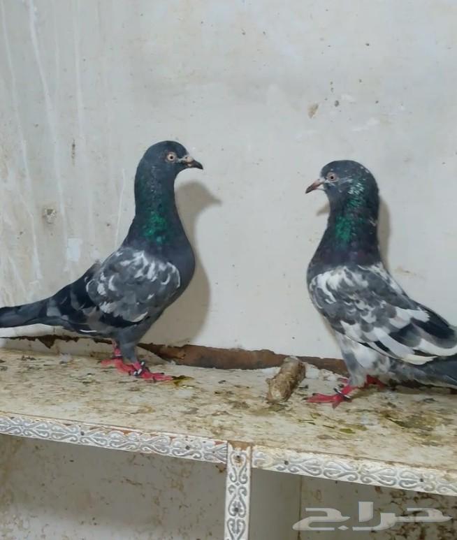 جون سينا للبيع مستعجل64519101883139111