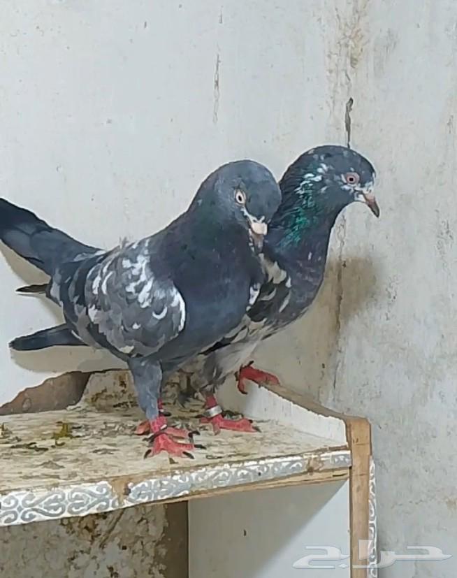 جون سينا للبيع مستعجل64519101883139112