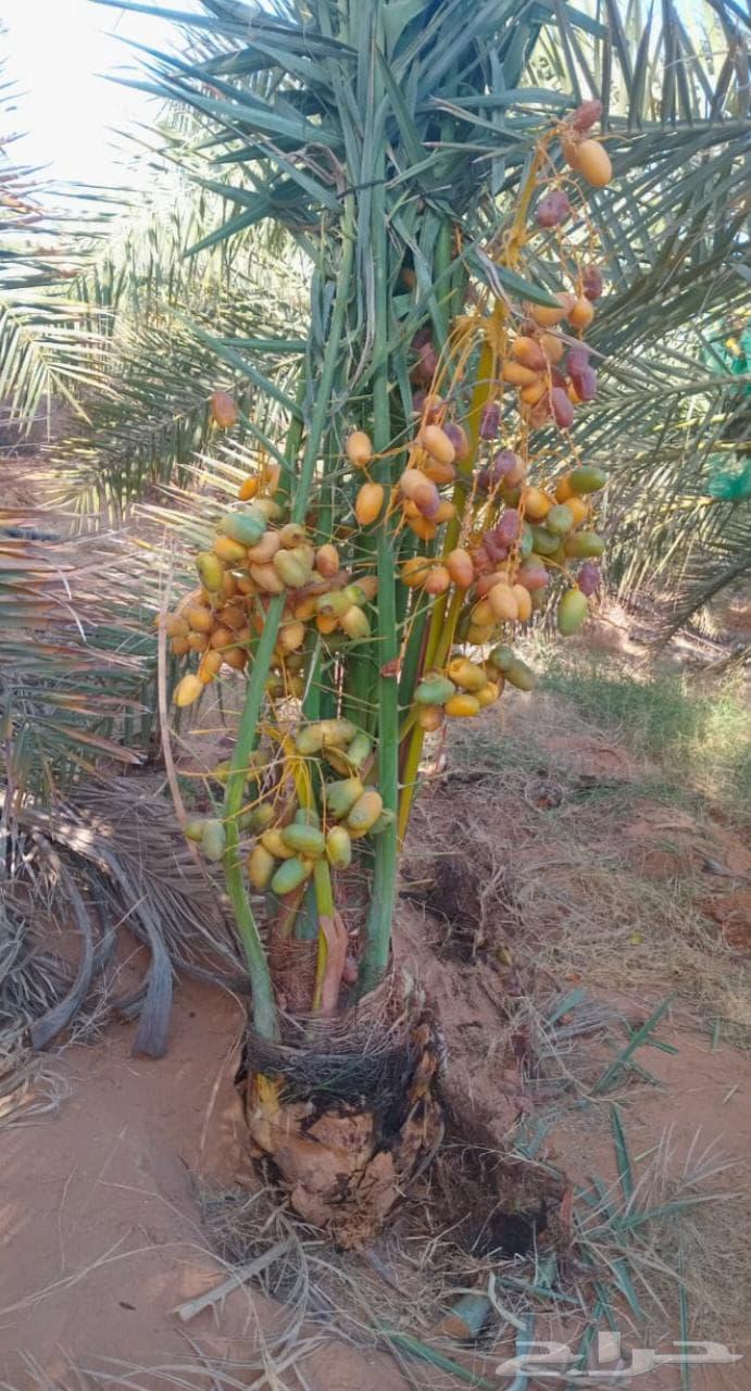 نخيل للبيع مع التوصيل اخلاص برحي مجدول صقعي سكري64526592870657113