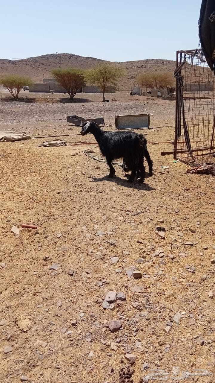 Goat with her 264521597017474112