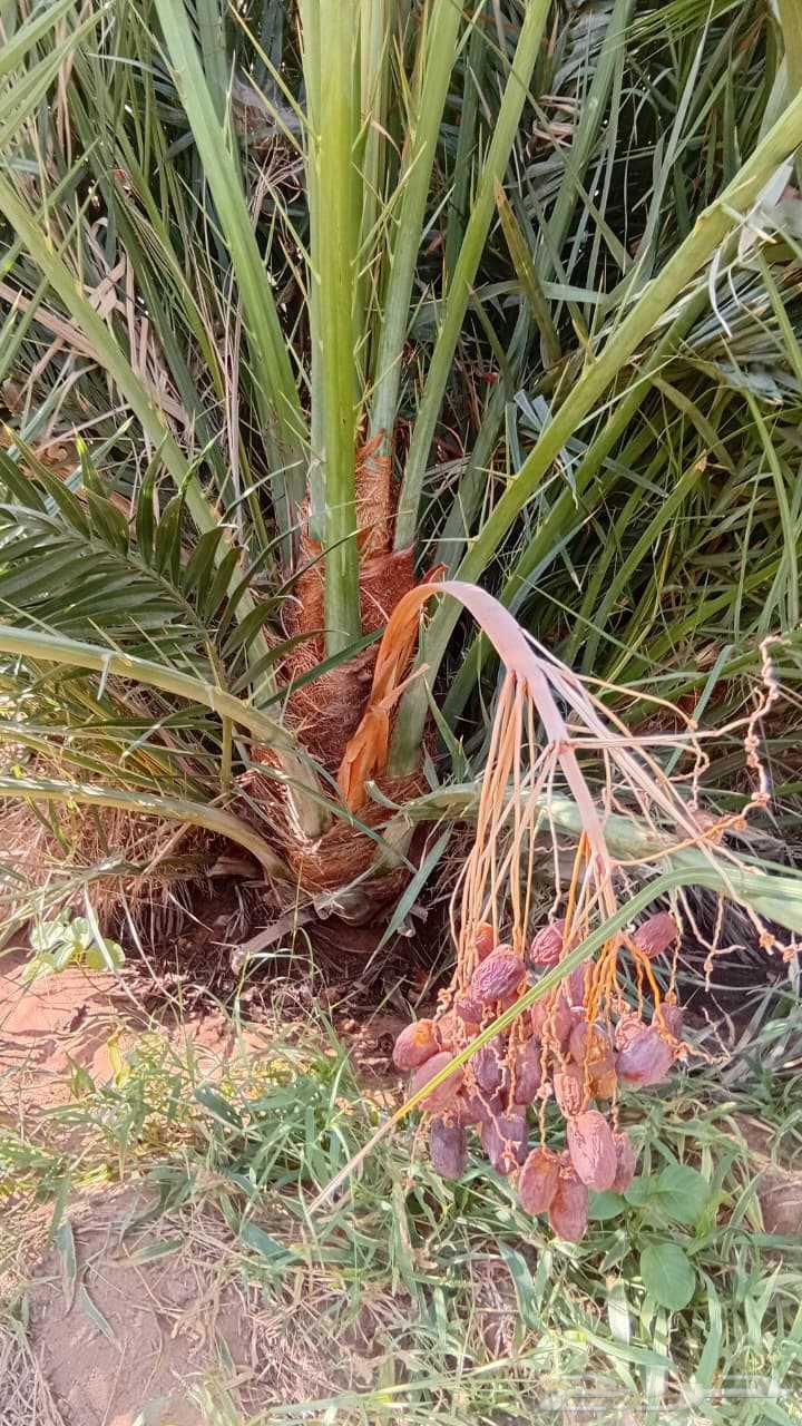 نخيل للبيع مع التوصيل اخلاص برحي مجدول صقعي سكري64526592870657110