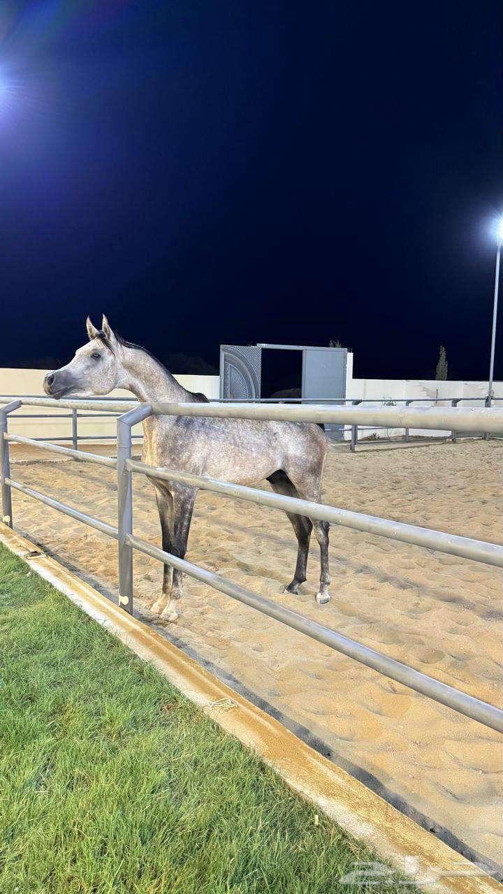 حصان عربي واهو للبيع64521125959553111