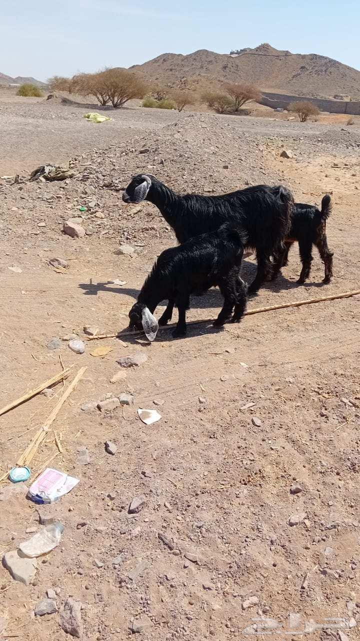 Goat with her 264521597017474110