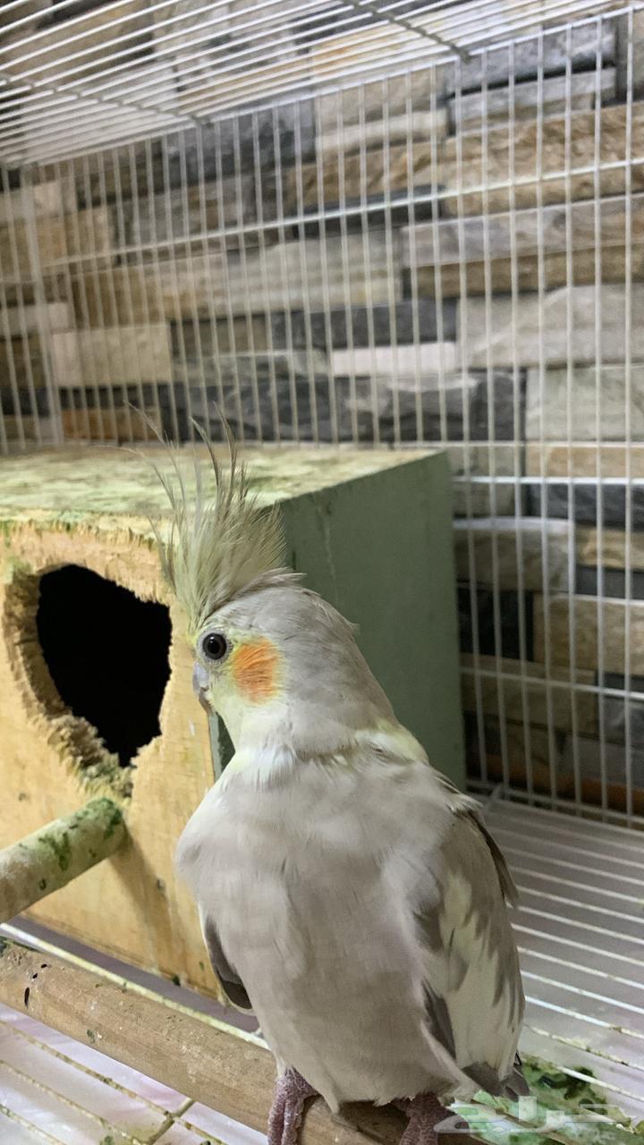 كروان للبيع64522725465986110