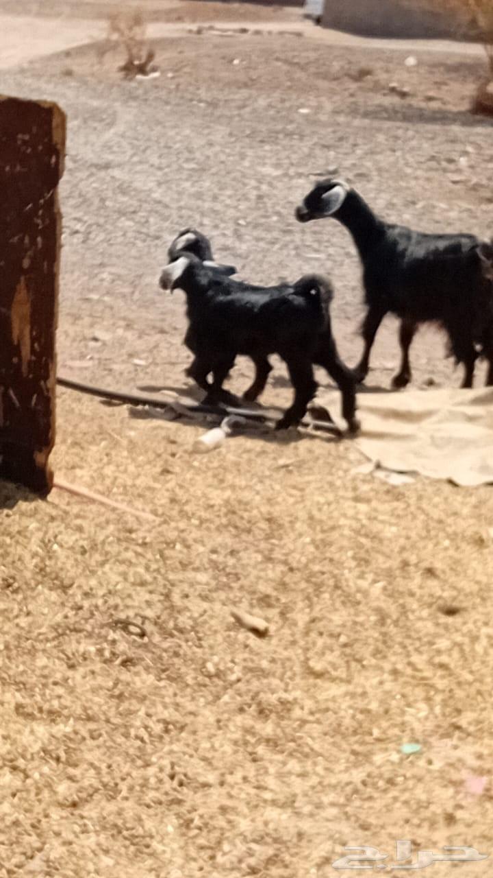 Goat with her 264521597017474111