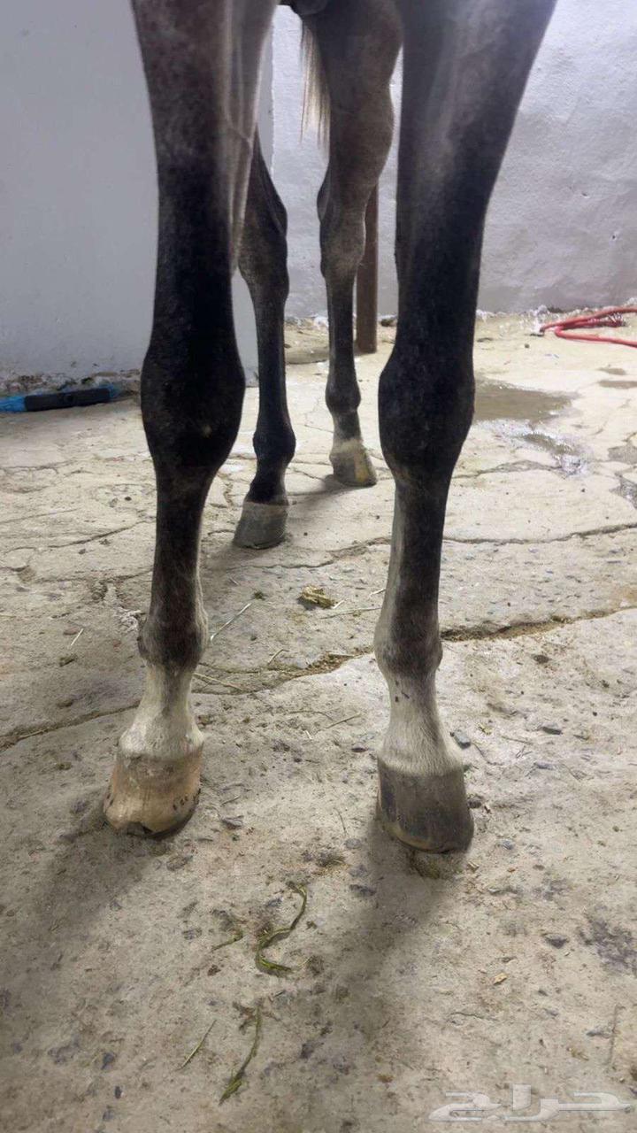 حصان عربي واهو للبيع64521125959553112
