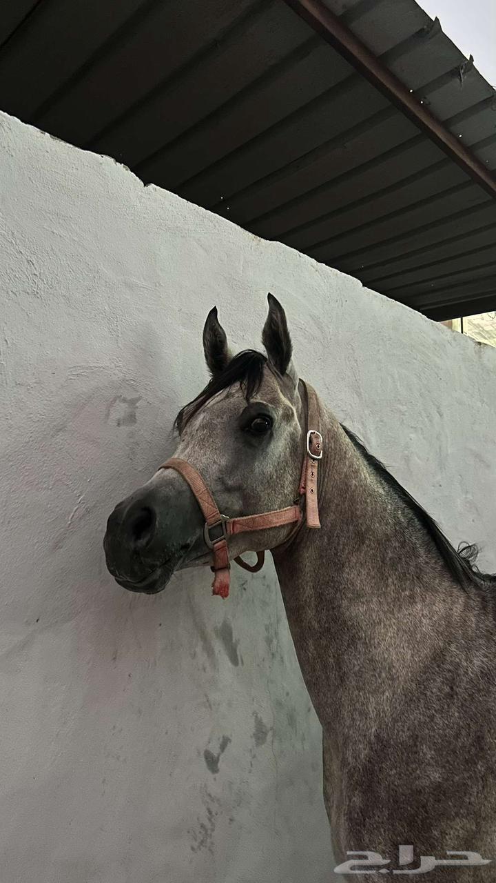 حصان عربي واهو للبيع64521125959553110