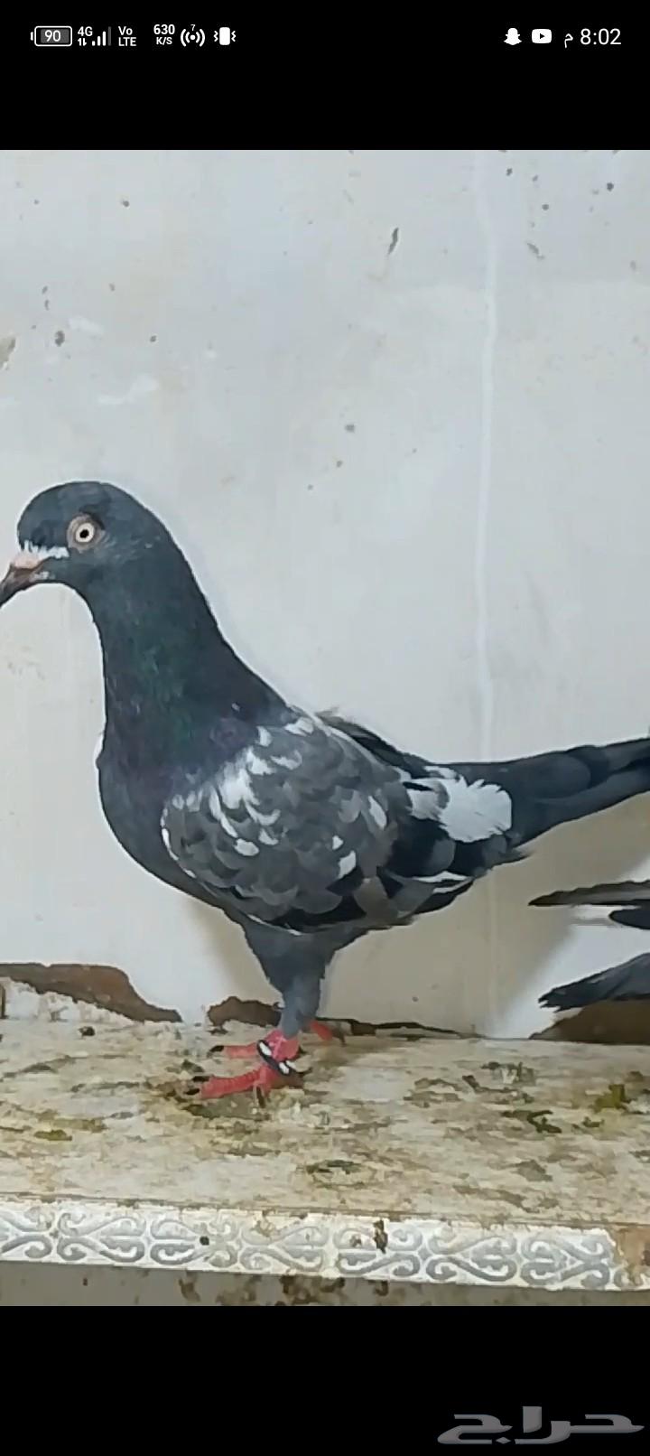 جون سينا للبيع مستعجل64519101883139110