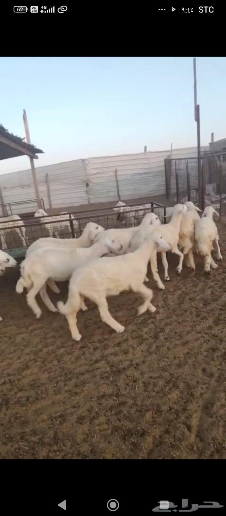 رخال. للبيع. فبها 4خرفان64520868430851110