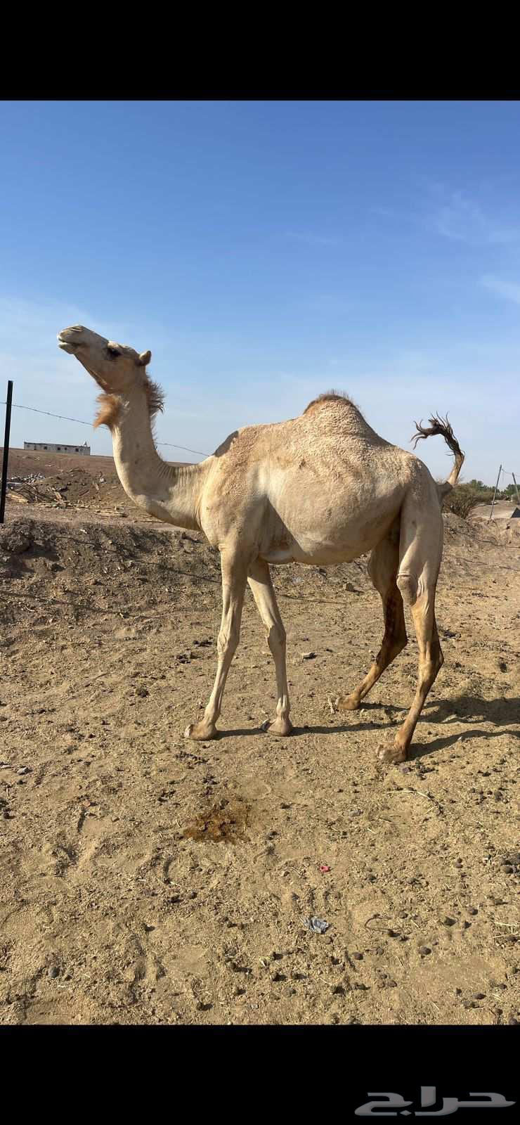 بكره حره لها 9 شهور الحد 5700 تم البيع64520854336771111