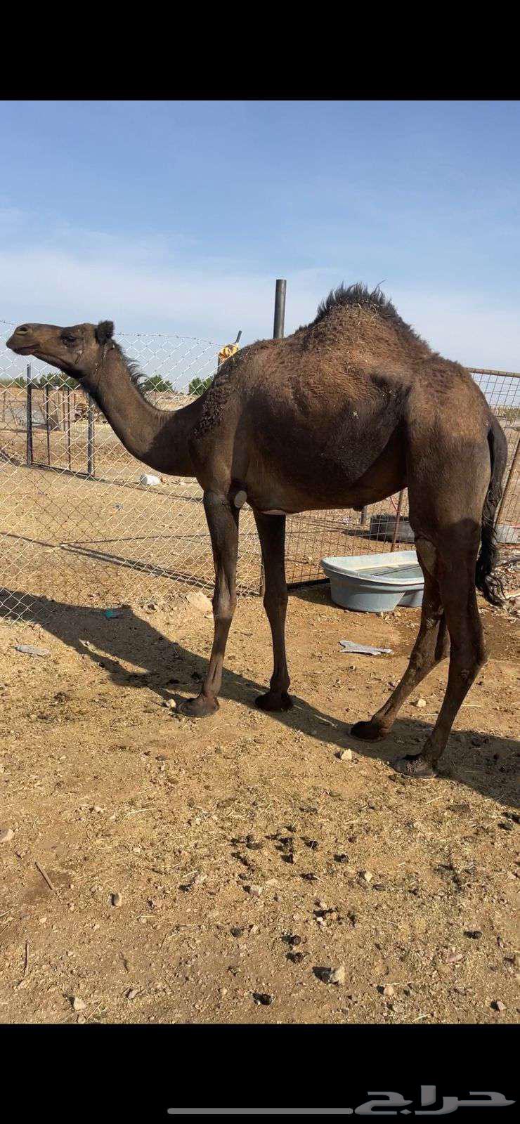 بكره صفراء لقيه الحد 5700 تم البيع64526300318721110