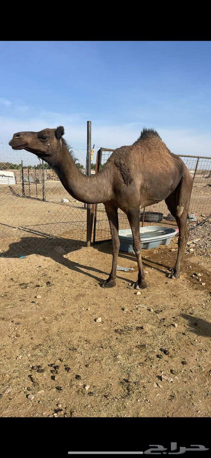 بكره صفراء لقيه الحد 5700 تم البيع64526300318721111