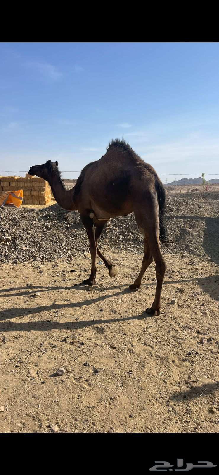 بكره صفراء لقيه الحد 5700 تم البيع64526300318721113