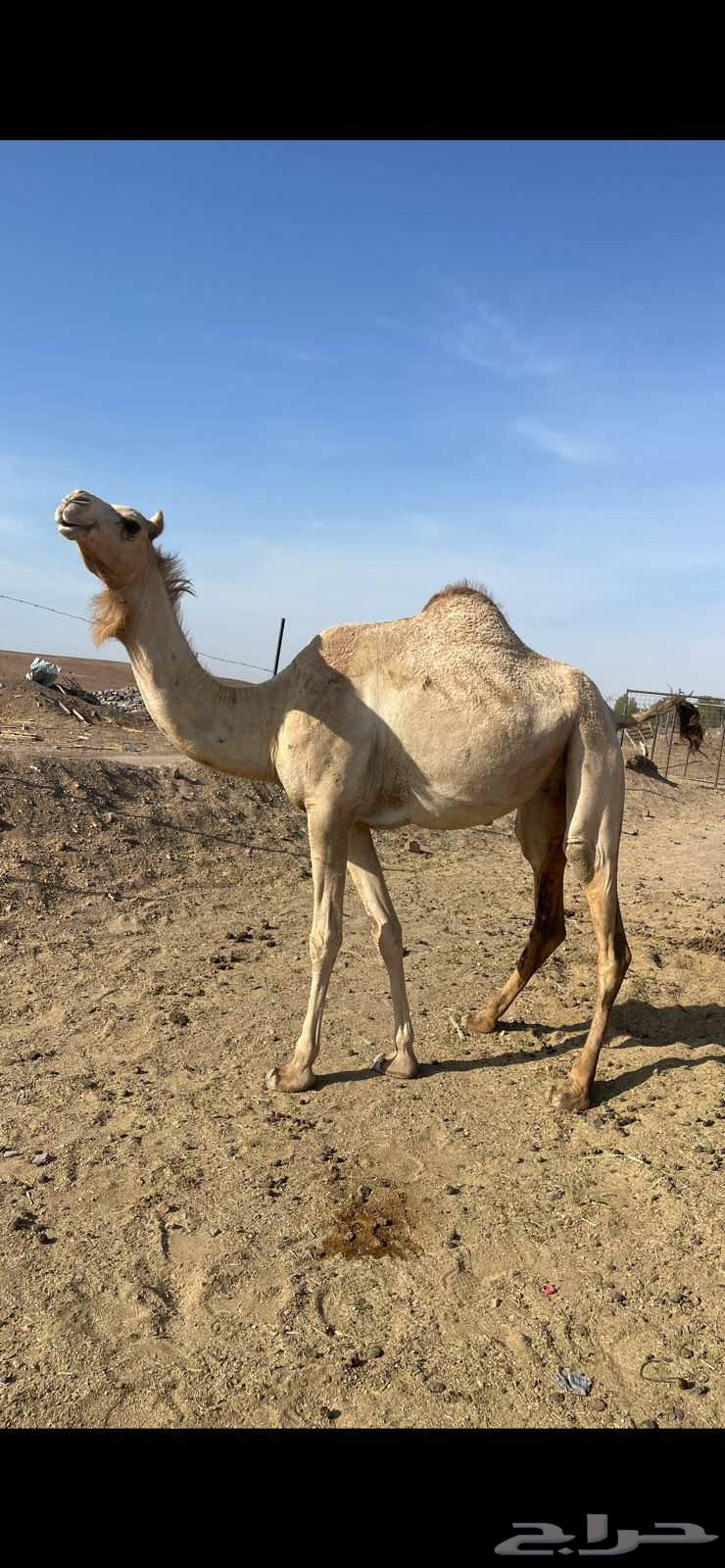 بكره حره لها 9 شهور الحد 5700 تم البيع64520854336771110