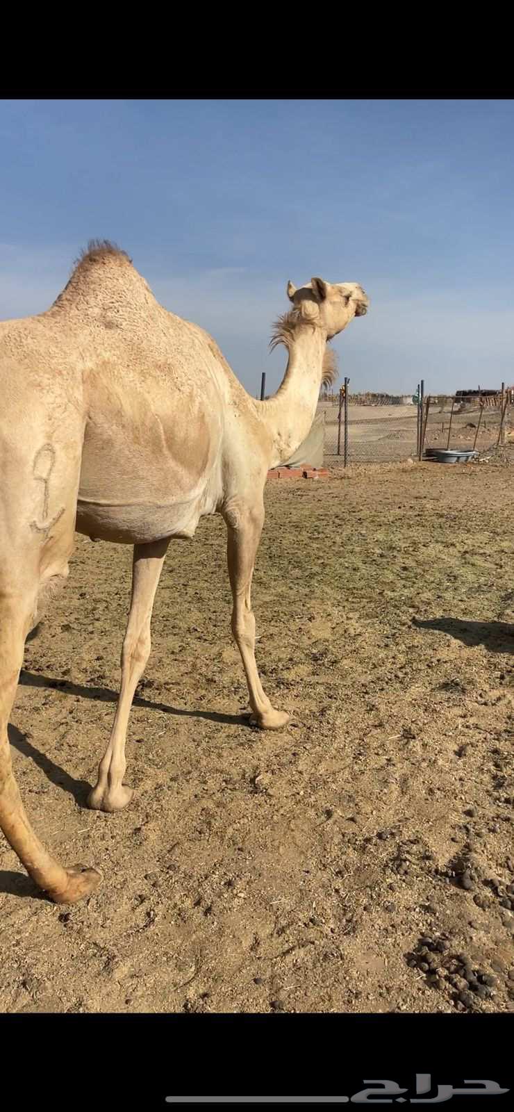 بكره حره لها 9 شهور الحد 5700 تم البيع64520854336771112