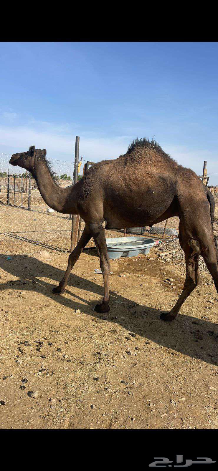 بكره صفراء لقيه الحد 5700 تم البيع64526300318721112