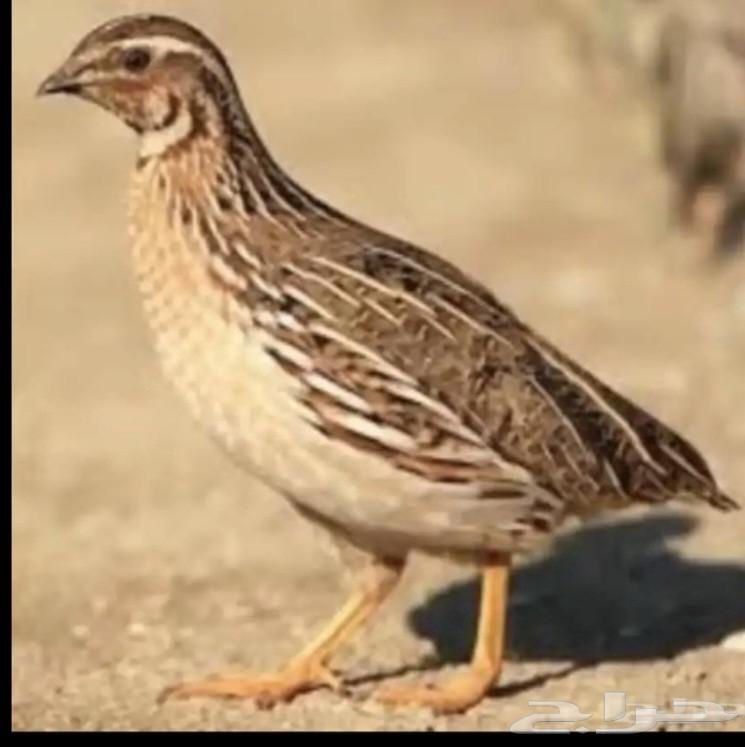 Free Marii364519949961857110