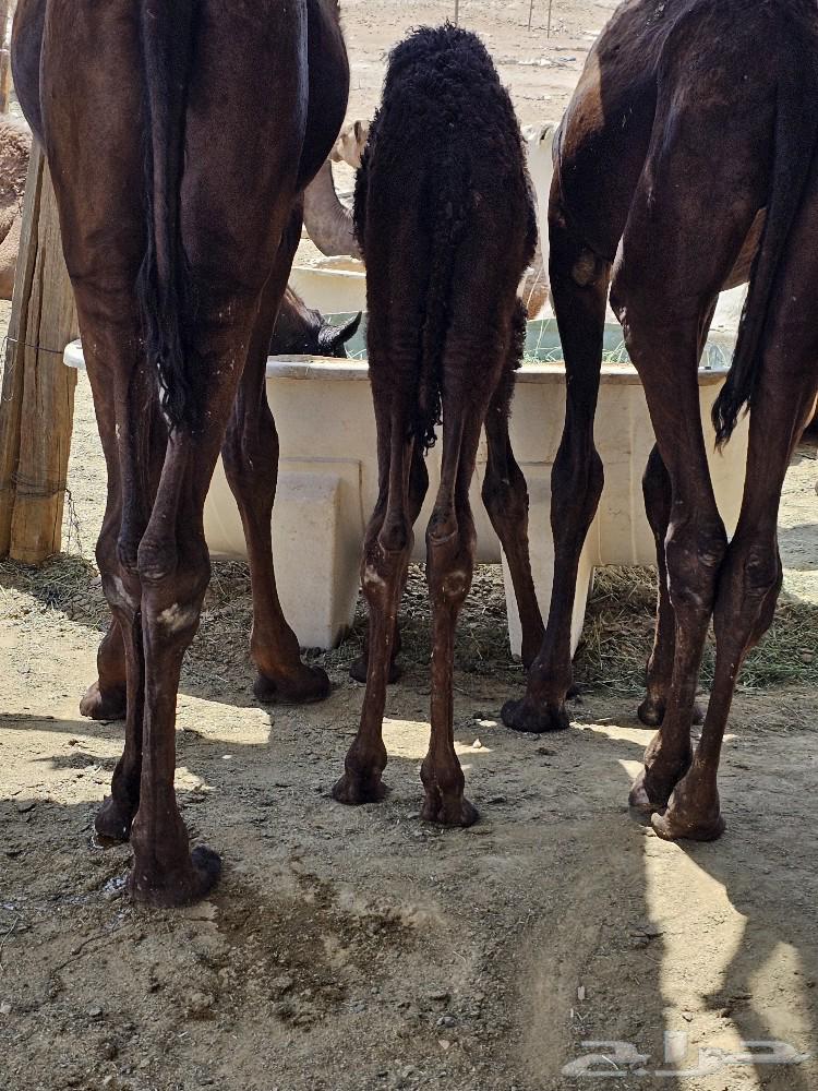 Camel Milk (Niyak) High Quality64520403789825111