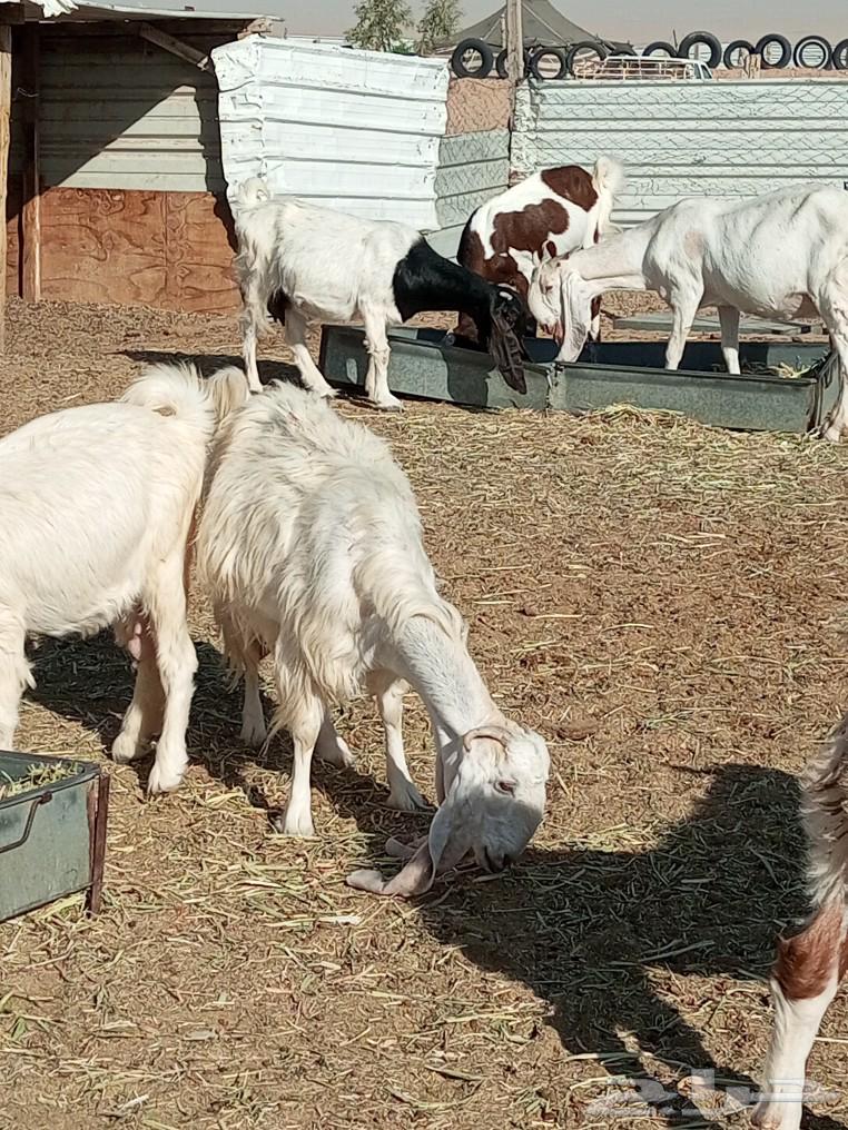 عندي عدد 18 عنز طيبات جدا  الحاله الصحيه ممتازه64524531436034112