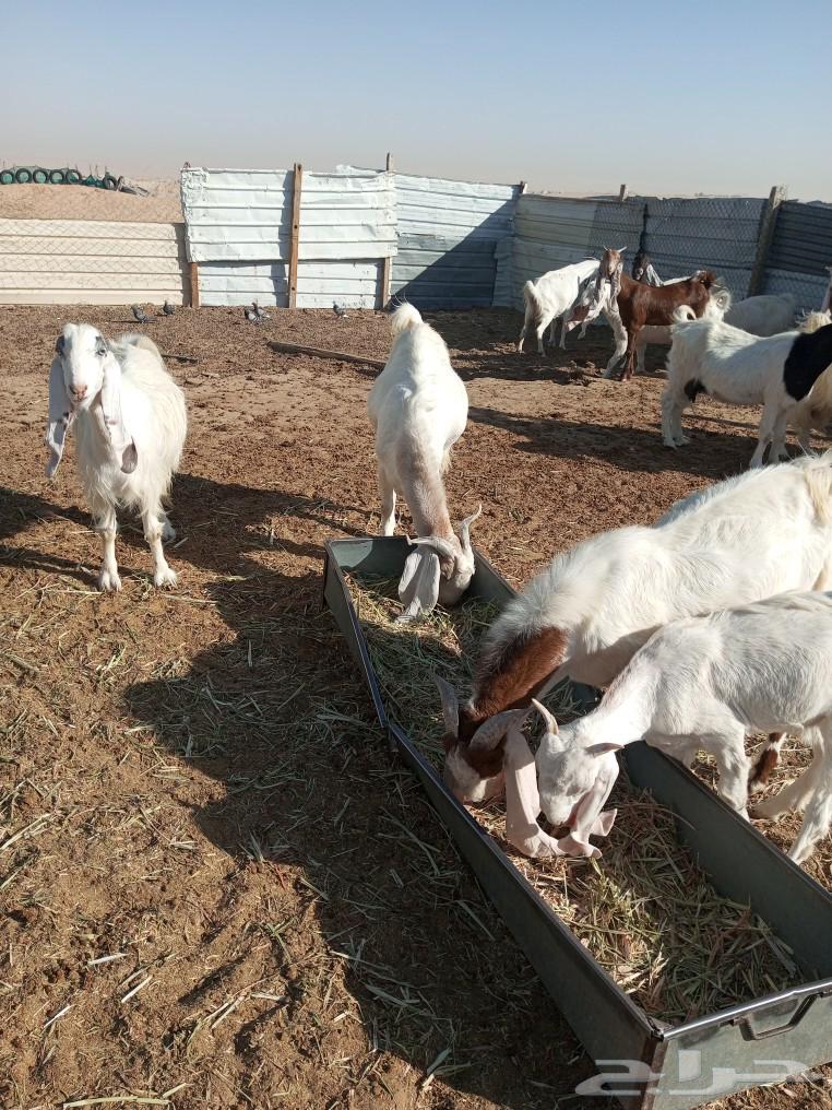 عندي عدد 18 عنز طيبات جدا  الحاله الصحيه ممتازه64524531436034114