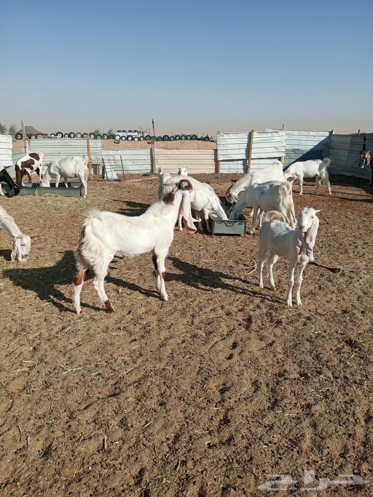 عندي عدد 18 عنز طيبات جدا  الحاله الصحيه ممتازه64524531436034113