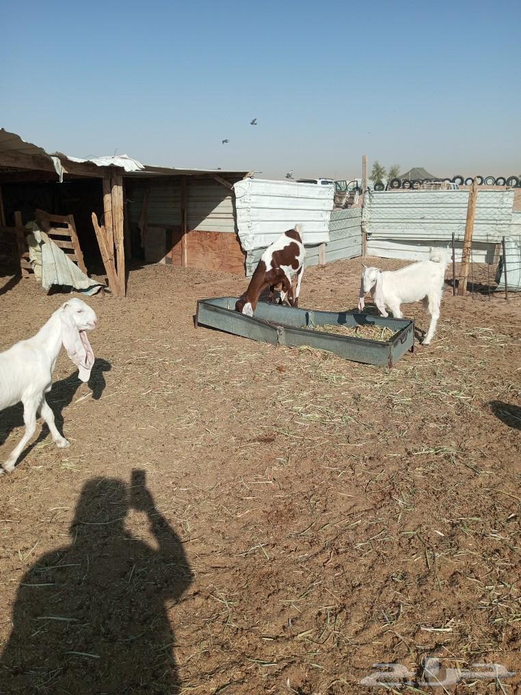 عندي عدد 18 عنز طيبات جدا  الحاله الصحيه ممتازه64524531436034110