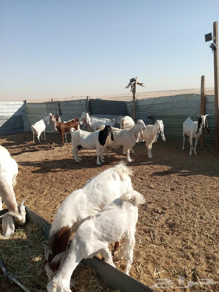 عندي عدد 18 عنز طيبات جدا  الحاله الصحيه ممتازه64524531436034111