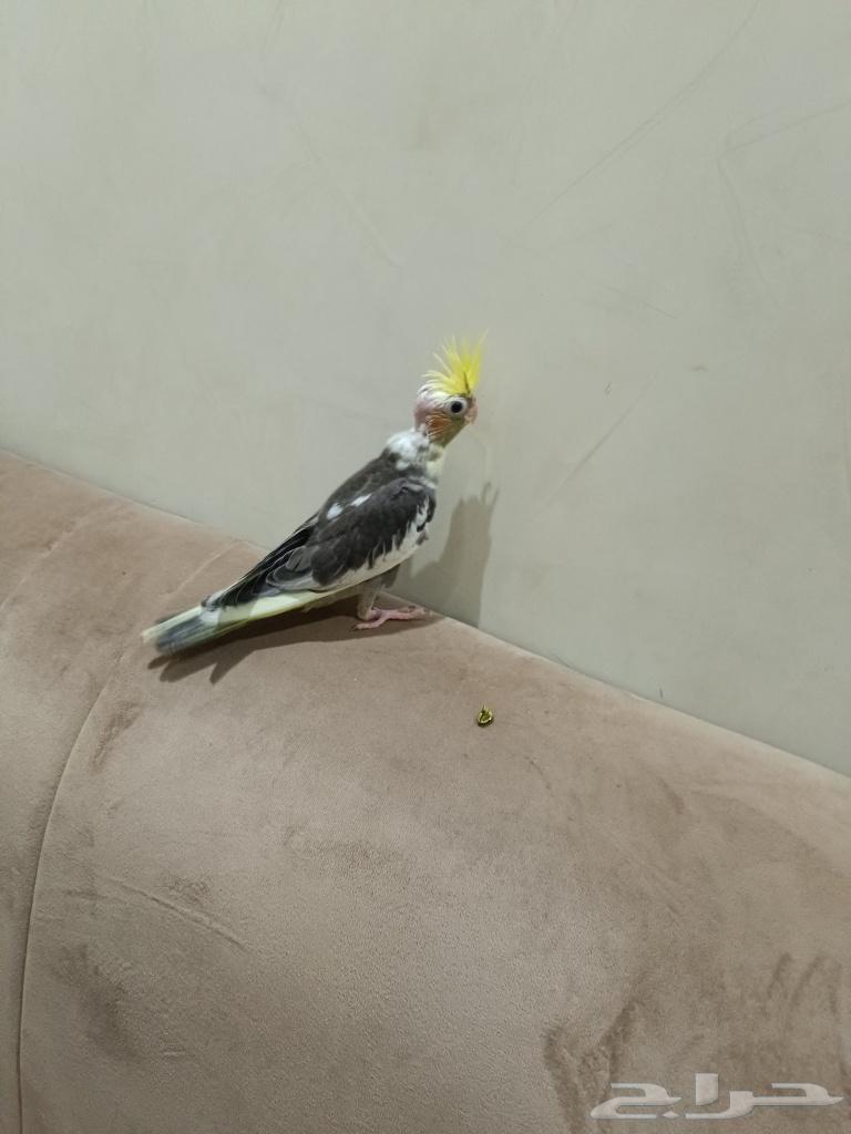 فرخ كروان للبيع64526370003585110