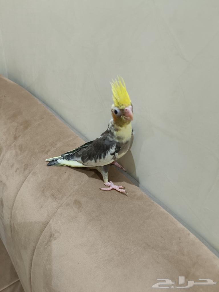 فرخ كروان للبيع64526370003585111