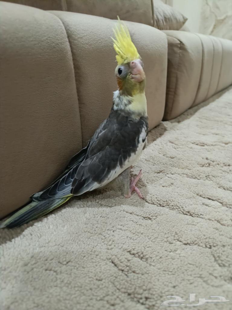 فرخ كروان للبيع64526370003585112