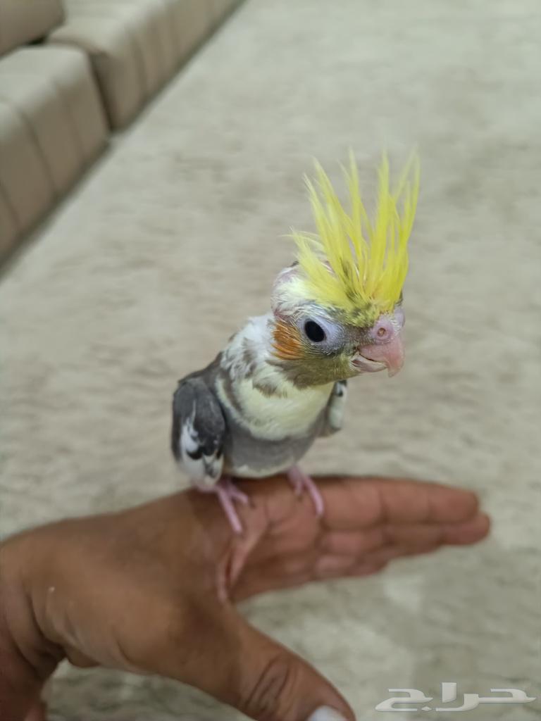 فرخ كروان للبيع64526370003585113