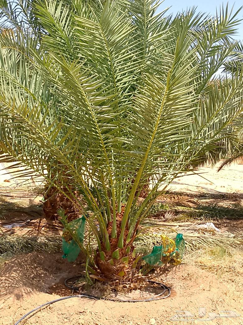 نخل للبيع هلالي سكري صقعي نخيل طوال جثايث فسايل فروخ نقايل64523147463683110