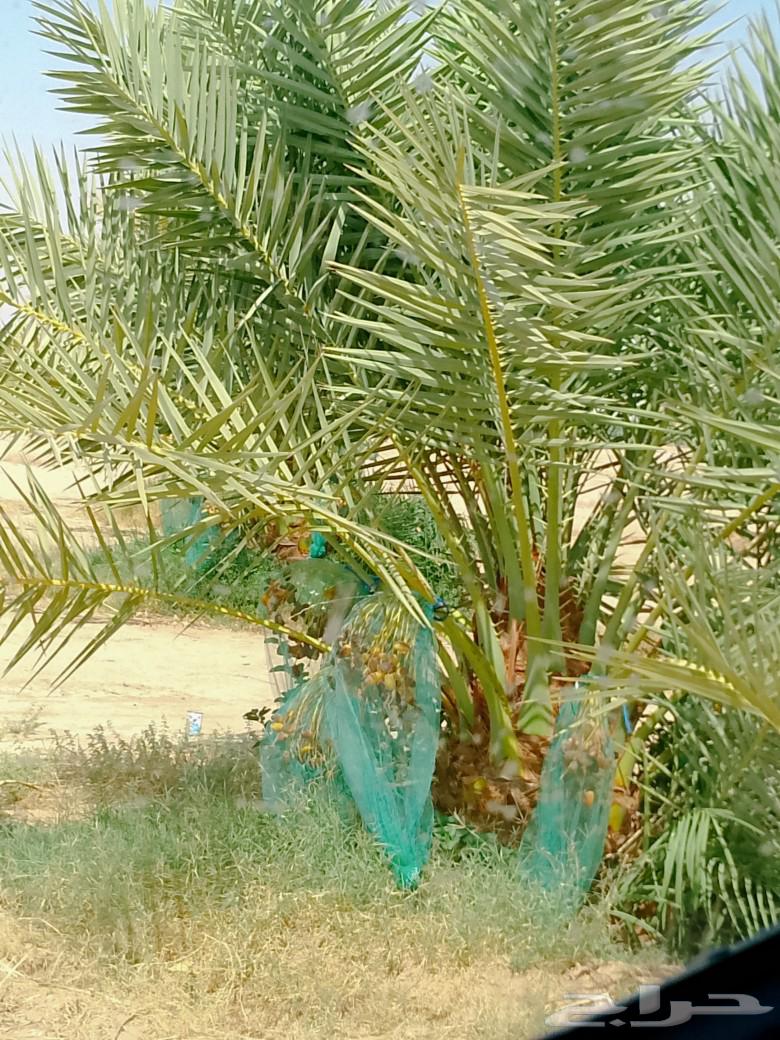 نخل للبيع هلالي سكري صقعي نخيل طوال جثايث فسايل فروخ نقايل64523147463683114