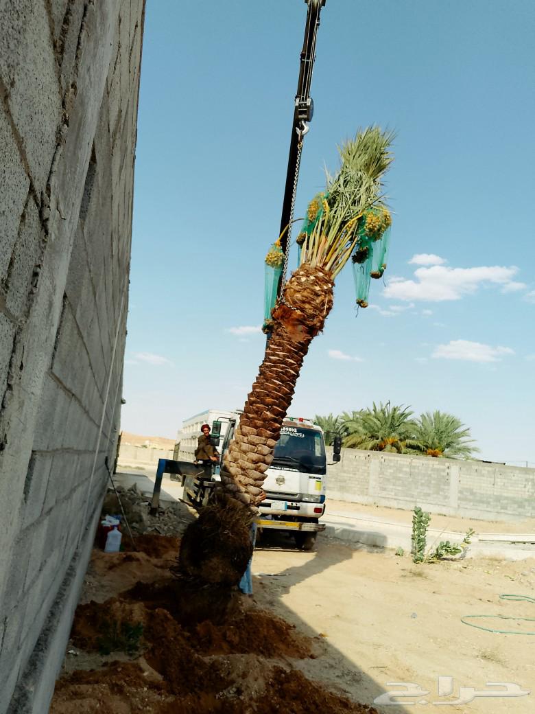 نخل للبيع هلالي سكري صقعي نخيل طوال جثايث فسايل فروخ نقايل64523147463683113