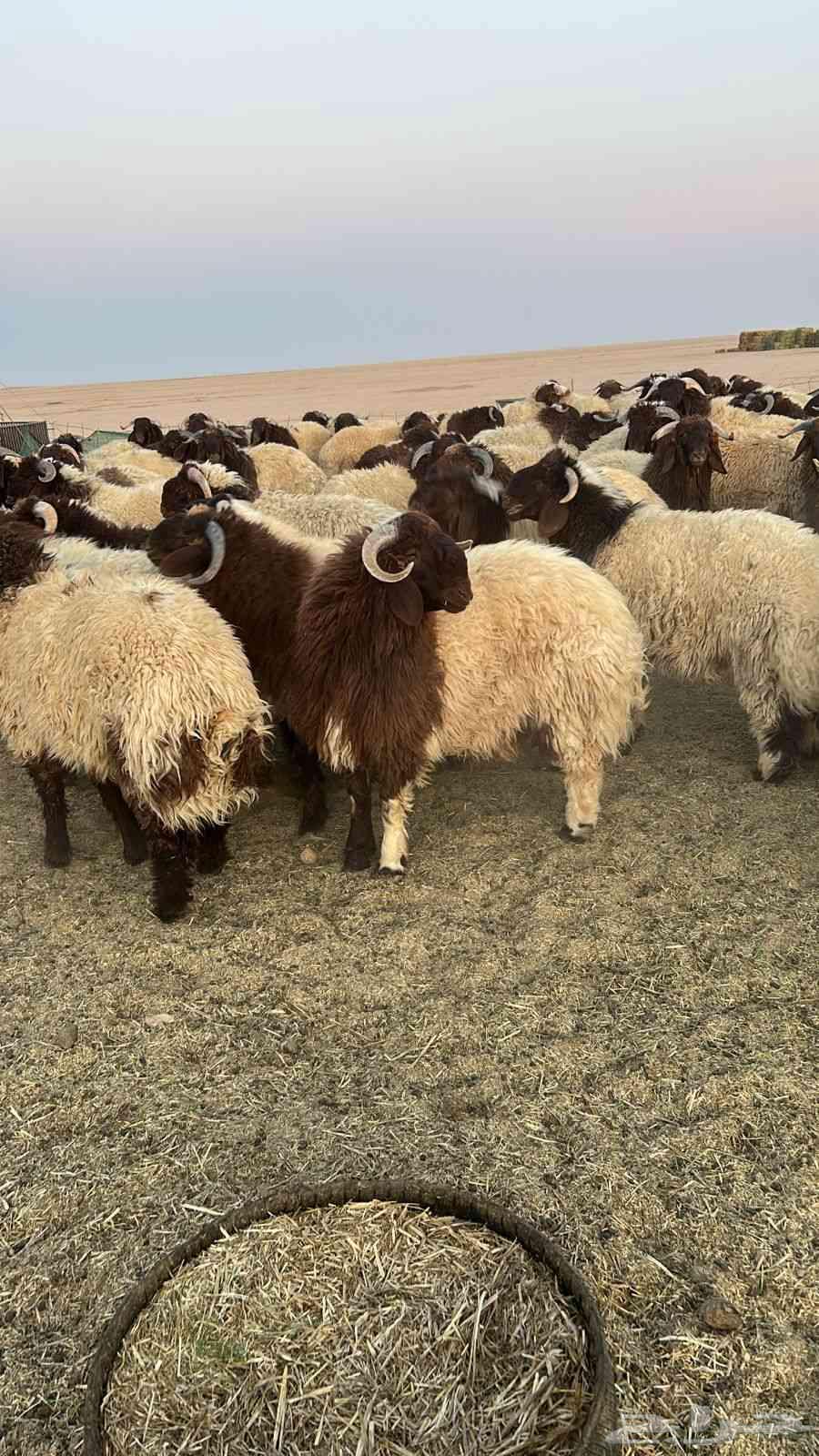 نعيم جبر فاخر64525856495618110