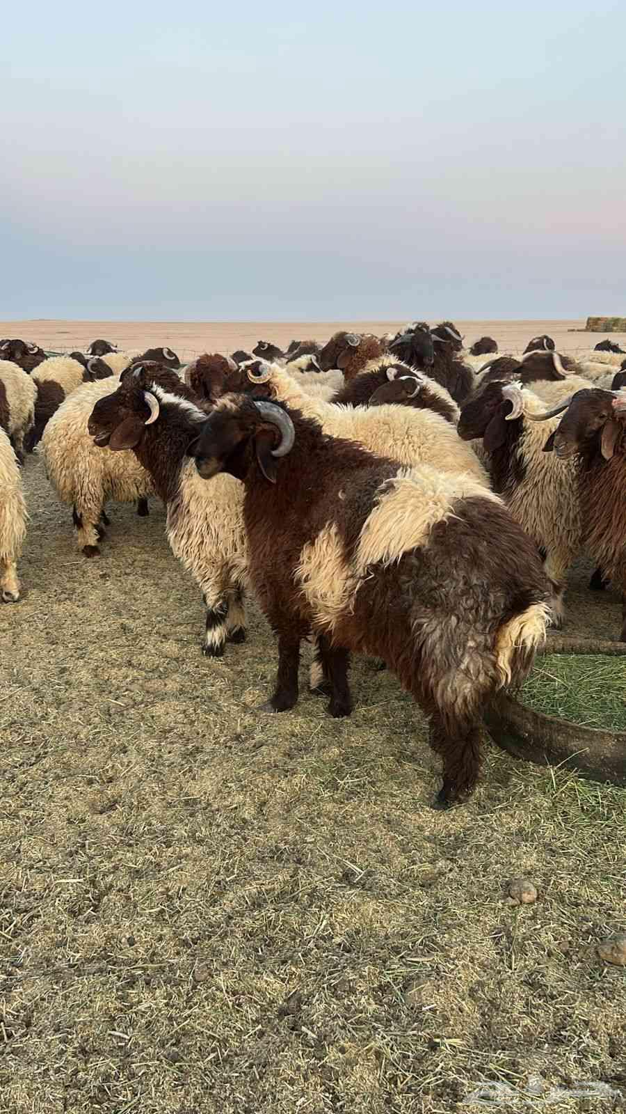 نعيم جبر فاخر64525856495618112